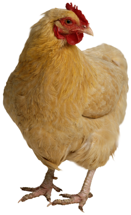 kisspng-chicken-meat-hen-chicken-head-png-5ab1b26065b0a2.8619875915215949764165