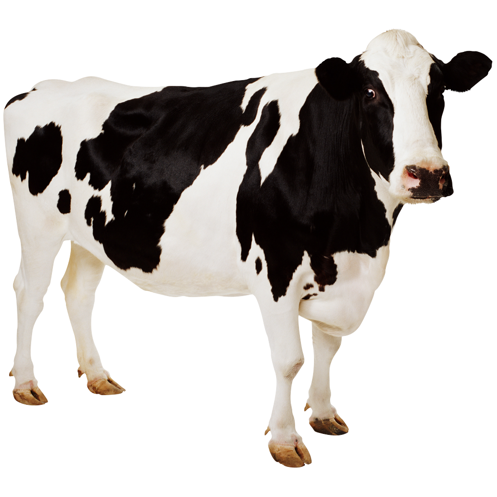 kisspng-holstein-friesian-cattle-cow-wallpaper-aurochs-des-cow-5ab3adea4ef754.5193550515217249063235