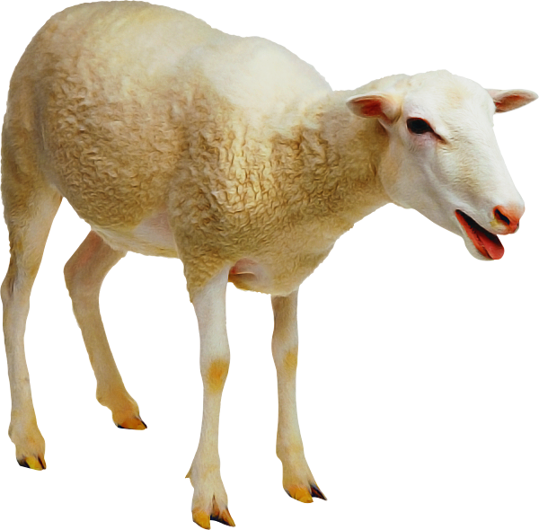 transparent-goat-sheep-farming-jacob-sheep-livestock-sheepg-5f7beeb25dabe1.9800129616019575543837